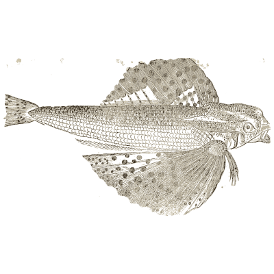 Flying gurnard - Icones Animalium - 1560