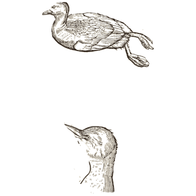 Diving bird and head - Icones Animalium - 1560