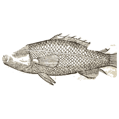 Perch 05 - Icones Animalium - 1560