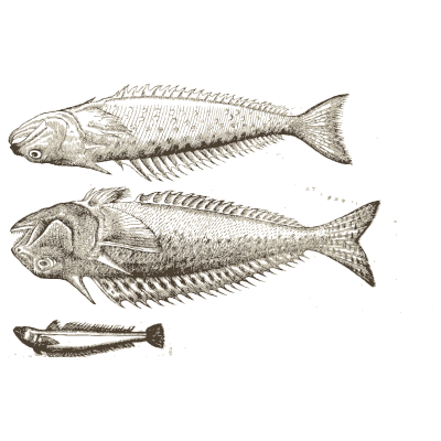 Three fish - Icones Animalium - 1560