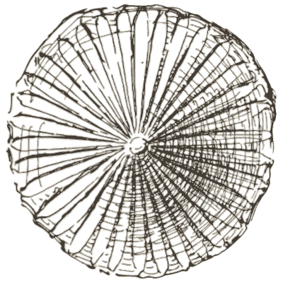 Radiating lotus rosette - The Grammar of the Lotus - 1891