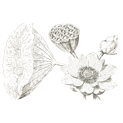 Lotus flower, seed pod and leaf - The Grammar of the Lotus - 1891