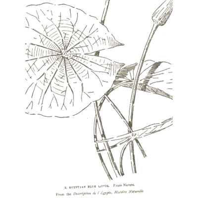 Egyptian blue lotus leaf and bud - The Grammar of the Lotus - 1891