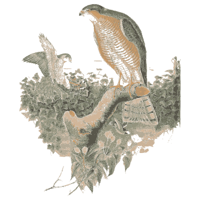 Sparrowhawk on a stump - The Birds of Great Britain, Volume 1 - 1873