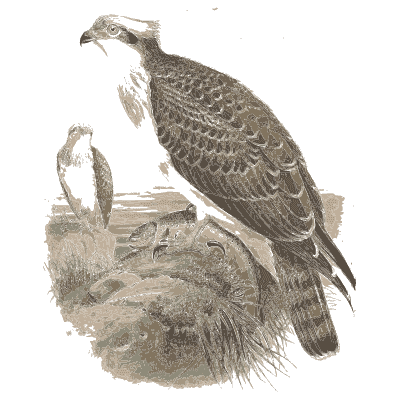 Osprey on a rock - The Birds of Great Britain, Volume 1 - 1873