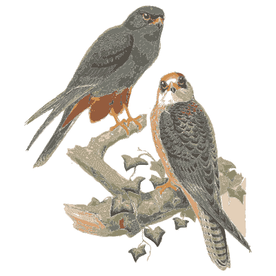 Pair of falcons