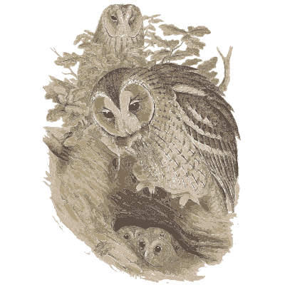 Owls in a hollow 01