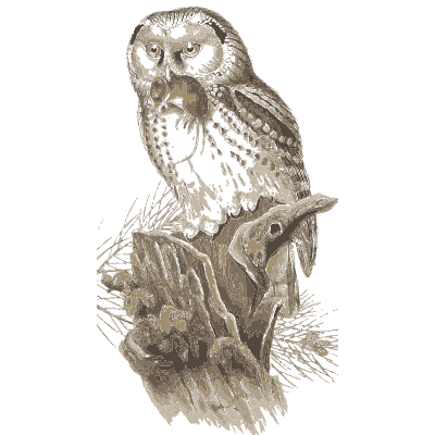 Owl on a stump - The Birds of Great Britain, Volume 1 - 1873