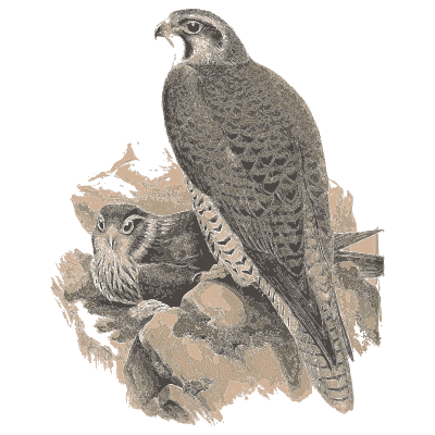 Falcon with a chick