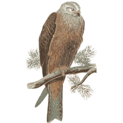 Kite on a branch