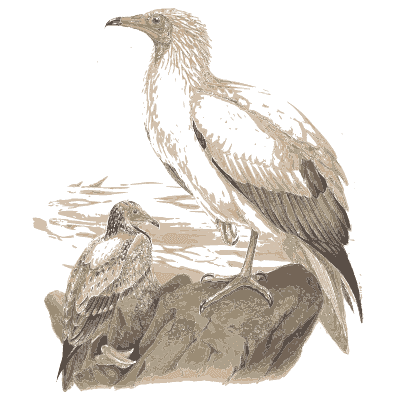 Vultures on a rock