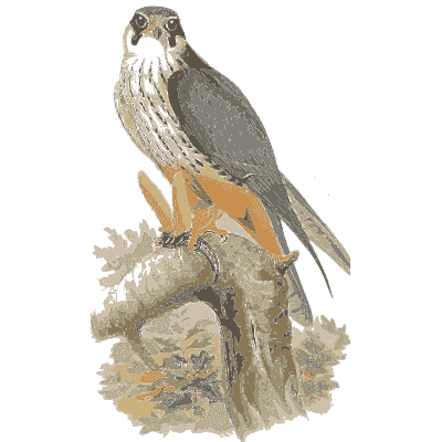 Merlin on a rock