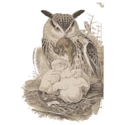 Eagle owl on a nest