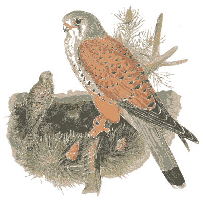 Kestrel over a nest