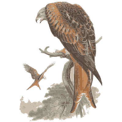 Hawk on a branch - The Birds of Great Britain, Volume 1 - 1873