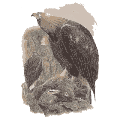 Sea eagle on a rock