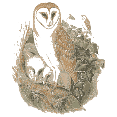 Barn owl with owlets