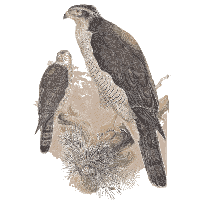 Goshawks on a branch