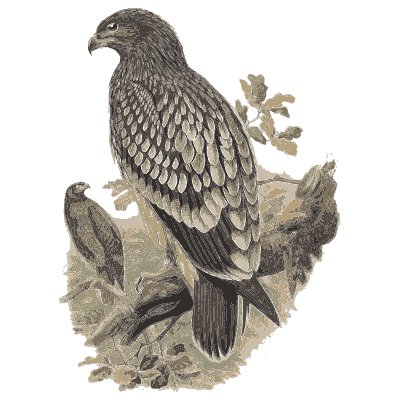 Hawks among branches