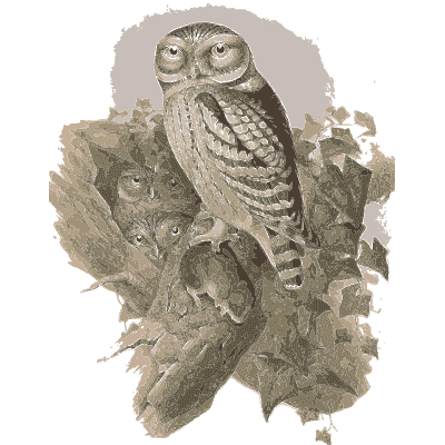 Little owl with owlets - The Birds of Great Britain, Volume 1 - 1873