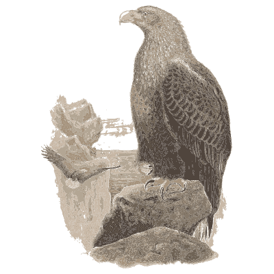 Eagle on a crag