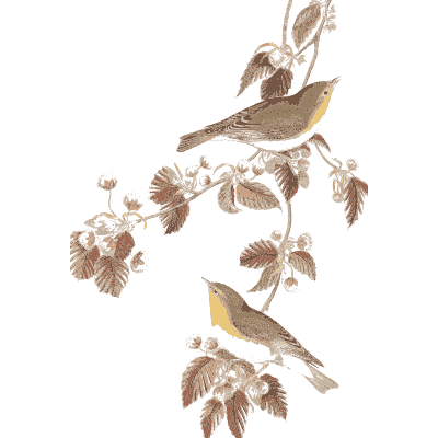 Small birds on a branch