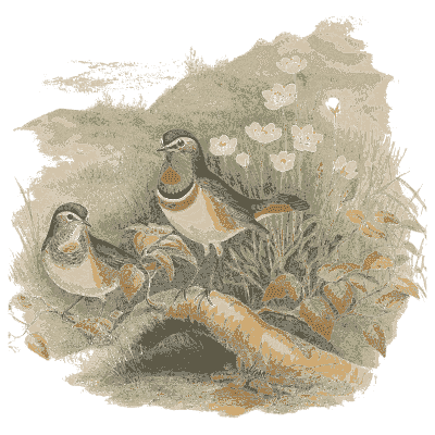 Dotterels among wildflowers - The Birds of Great Britain, Volume 2 - 1873