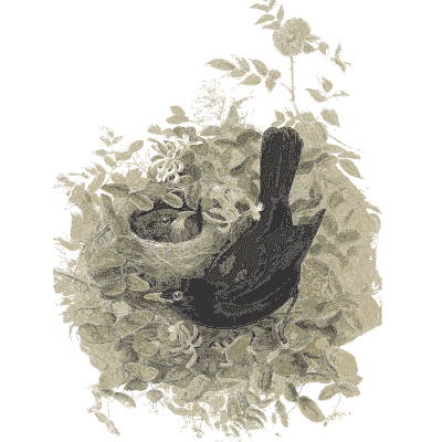 Blackbirds in a bush