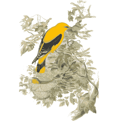 Golden oriole in a tree