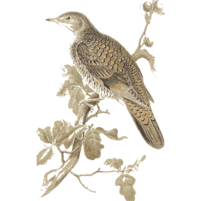 Cuckoo on a branch - The Birds of Great Britain, Volume 2 - 1873