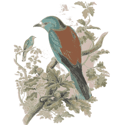 Roller on a branch