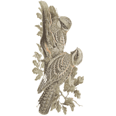Nightjars on a branch - The Birds of Great Britain, Volume 2 - 1873