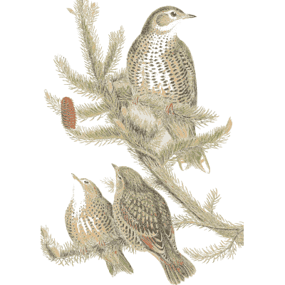 Birds on a leafy branch