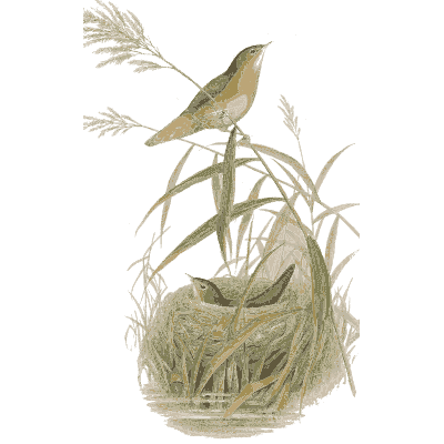 Bird at a grass nest 01