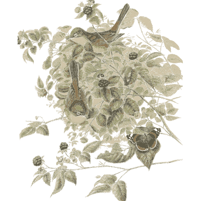 Birds in a leafy bush 01
