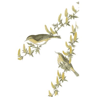 Birds on a slender stem