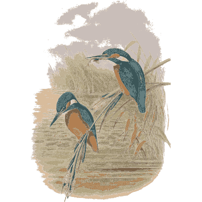 Kingfishers by the water