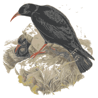 Choughs at a nest
