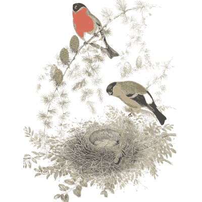 Bullfinches at a nest