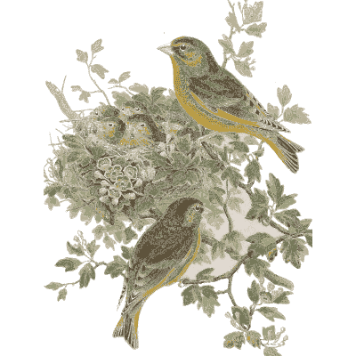 Greenfinches at a nest - The Birds of Great Britain, Volume 3 - 1873