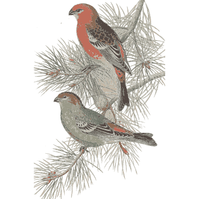 Crossbills on a branch