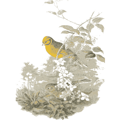 Warblers in a thicket