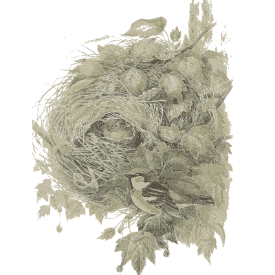 Birds in a leafy bush 02