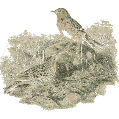 Bird at a ground nest 01