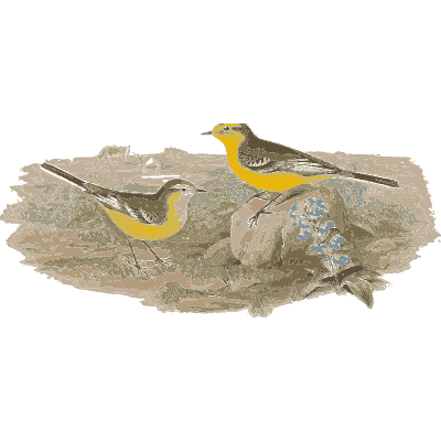 Wagtails on a stony bank - The Birds of Great Britain, Volume 3 - 1873
