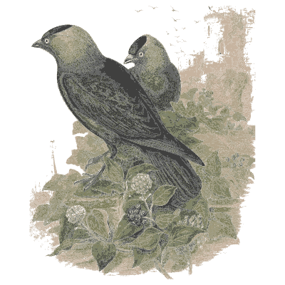 Jackdaws among ivy - The Birds of Great Britain, Volume 3 - 1873