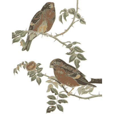 Finches on a leafy branch - The Birds of Great Britain, Volume 3 - 1873