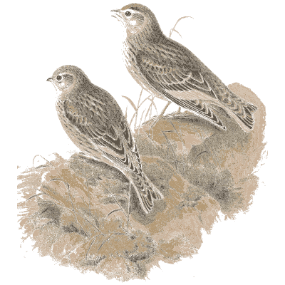 Larks in the grass