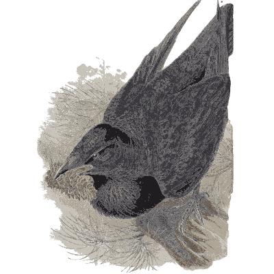 Raven on the ground - The Birds of Great Britain, Volume 3 - 1873