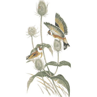 Goldfinches on teasels
